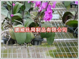 紲