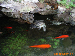 ǧʯ/̫ʯ/ɽʯ/ʯʯ/԰־ʯ/ʯ