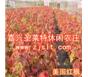 多花蓝果树北美枫香改良红枫山乌桕红橡树复叶槭等彩叶树