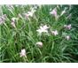 紫荆,木芙蓉,韭兰,葱兰,麦冬草
