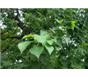 百年桂花、络石、海枣、华棕、桧柏、乌桕等
