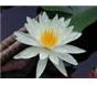 睡莲、荷花、(花叶)芦竹等水生植物