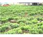 麦冬、杜鹃、木荷、马褂木、杜英、茶花