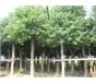 栾树、无患子、桂花、广玉兰
