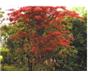 茶花、榆树、枸骨、红枫、红叶李