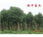 移栽香樟