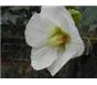 木芙蓉、金叶瓜子、金丝桃、金边黄杨