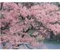 各规格红枫、樱花