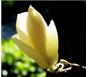 红白玉兰、棕榈、杜英、桂花、海桐球