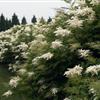 独杆红花继木、独杆水腊、独杆木槿、盆花、盆栽、花卉