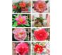 名贵茶花品种