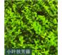 小叶扶芳藤