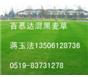 矮生百慕大混黑麦草