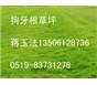 狗牙根草坪/草皮
