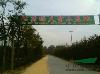 杨树苗