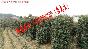 ϽӣH80-200CM0Ϲ,