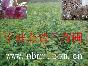 Ӧӣ磬ӣС㣬Ҷӣޱצʣ