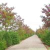 胸径2-50公分香花槐价格,日本樱花价格,龙爪槐价格表
