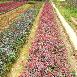 Ҷʯ8cm Ҷʯ40cm Ҷʯ骸˾2cm