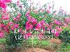 ٶӣ컨׻Уޱ