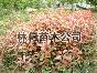 Ҷʯ.Ҷʯ
