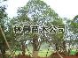 Ʒ ҶʯС  