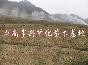 湖南百日青价格,百日青供应,长沙百日青信息,长叶罗汉松基地!