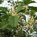 桂花