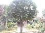 桂花