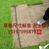 贵州常年供应草坪