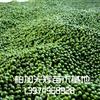 新鲜罗汉松种子特价卖,本土罗汉松种子