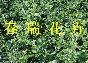 迎春，連翹，紫荊，山東連翹，青州連翹