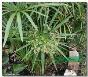 供应水生花卉风车草