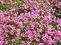 红花杂酱草、紫叶杂酱草、草花地被植物