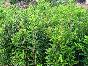 Ӧ,ھ15-300ɺ,۸