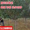 点击查看大图