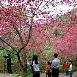出售福建山樱花