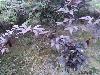 供应小苗