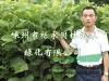ڹӦֲЦ