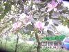 宫粉紫荆