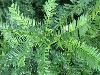 云南红豆杉  高山 高海拔地区 乔木
