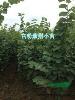 宫粉洋紫荆小苗