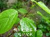 ̻ùľ񶹸Ҷ񶹸ƽ 