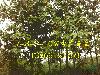 10ֹ