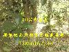 10ֹ