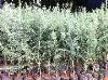 雪松、油松、白皮松、樱花、大叶女贞、国槐、红叶李