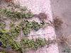 桂群香优质精品桂花苗出售