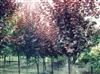 山东樱花/山东樱花价格/山东樱花基地/山东樱花供应/樱花基地
