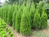 供應蜀桧价格蜀桧苗木价格蜀桧基地价格行情