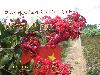 国内*早:2013年红火球紫薇开花效果图(销售中小苗)
